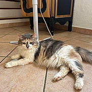 Princesse a rejoint le concours — aidez-le/la à gagner de superbes lots ! cat, fluffy, indoor, floor, tile, fan, cabinet, furniture, relaxed, pet, animal, curious, whiskers, ears, paws, tail, home, domestic, resting, fur