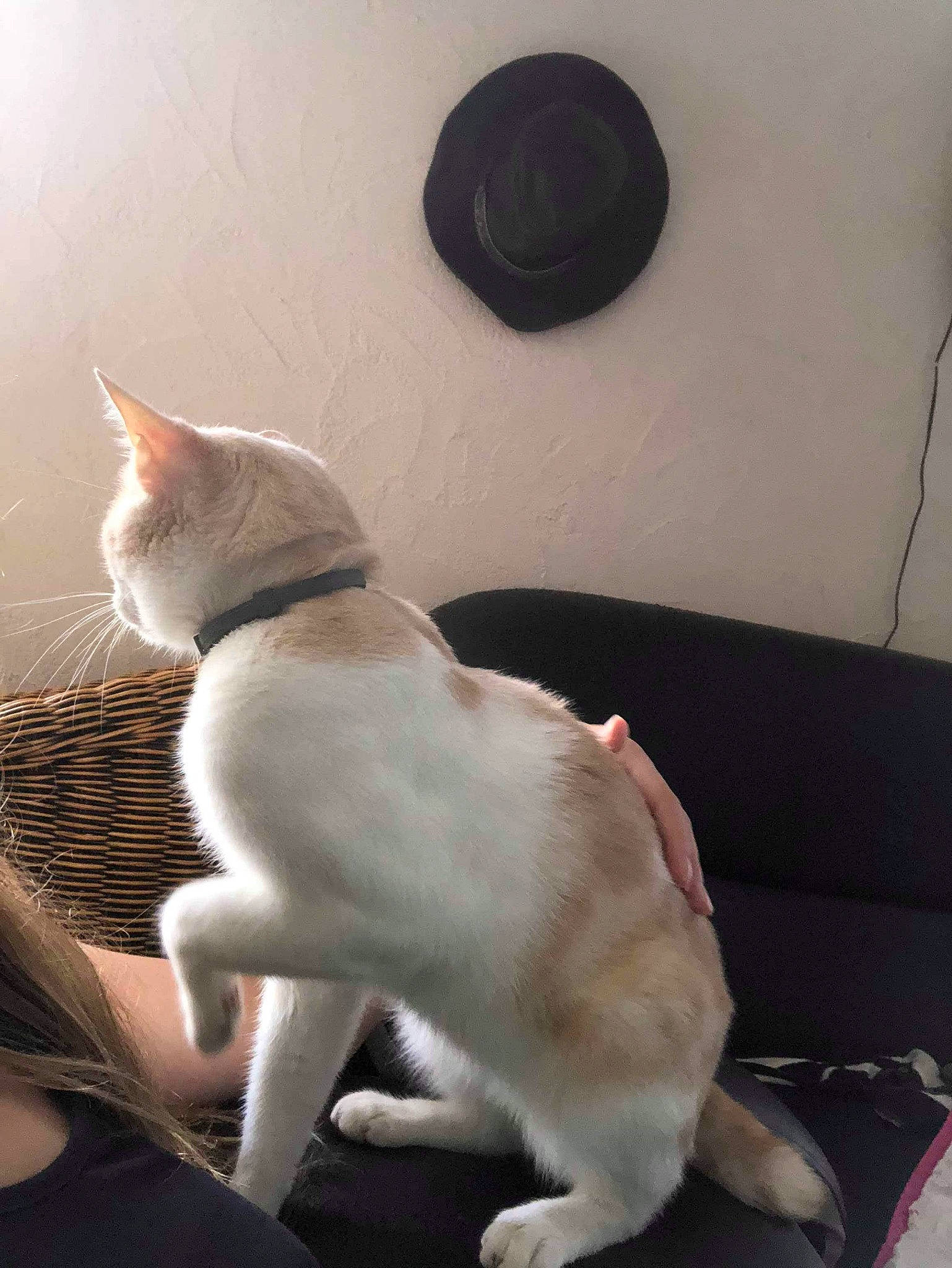 Nono a rejoint le concours — aidez-le/la à gagner de superbes lots ! aegean_cat, asian, burmilla, carnivore, cat, colorpoint_shorthair, fawn, felidae, khao_manee, mammal, paw, singapura, small_to_medium_sized_cats, tail, vertebrate, whiskers