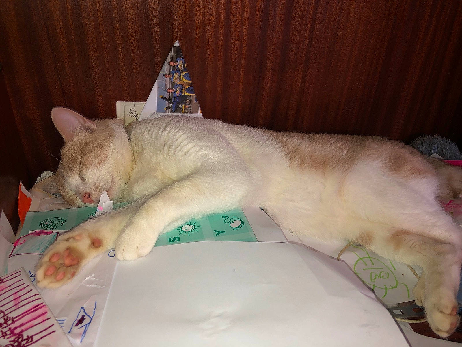 Nono a rejoint le concours — aidez-le/la à gagner de superbes lots ! asian, burmilla, carnivore, cat, colorpoint_shorthair, fawn, felidae, javanese, khao_manee, kitten, nap, paw, singapura, sleep, small_to_medium_sized_cats, tail, tonkinese, turkish_angora, turkish_van, whiskers