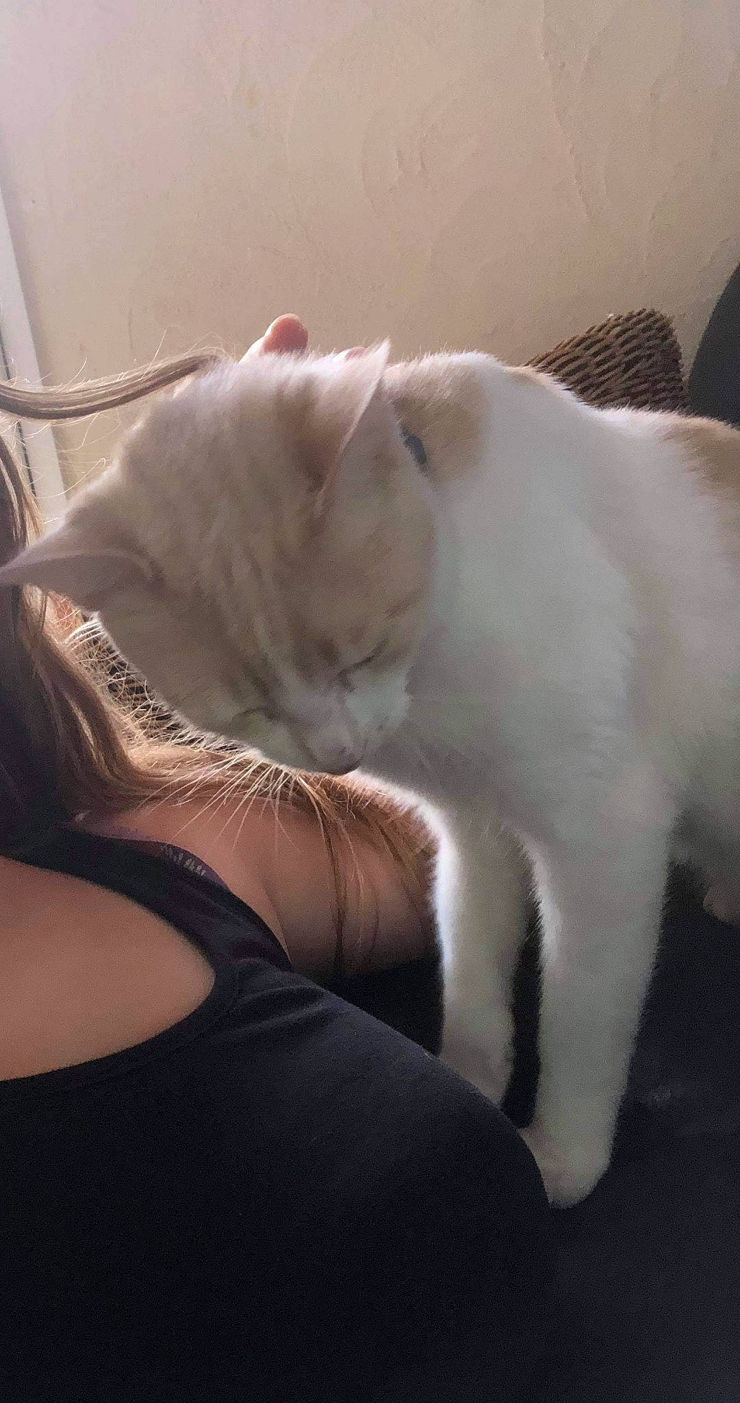 Nono participe au concours pour gagner de l'argent avec cette photo : burmilla, carnivore, cat, felidae, fur, khao_manee, kitten, nap, small_to_medium_sized_cats, tail, turkish_angora, turkish_van, whiskers