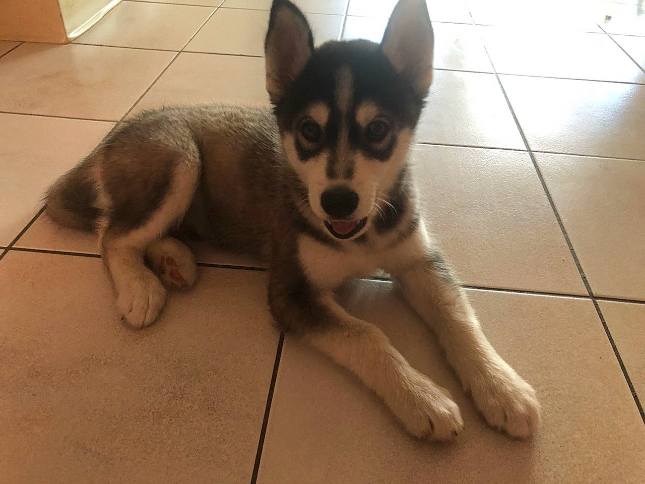 Shadow a rejoint le concours — aidez-le/la à gagner de superbes lots ! alaskan_klee_kai, alaskan_malamute, canidae, carnivore, czechoslovakian_wolfdog, dog, dog_breed, east_siberian_laika, labrador_husky, mammal, northern_inuit_dog, sakhalin_husky, seppala_siberian_sleddog, shikoku, siberian_husky, sled_dog, snout, tamaskan_dog, vertebrate, wolfdog