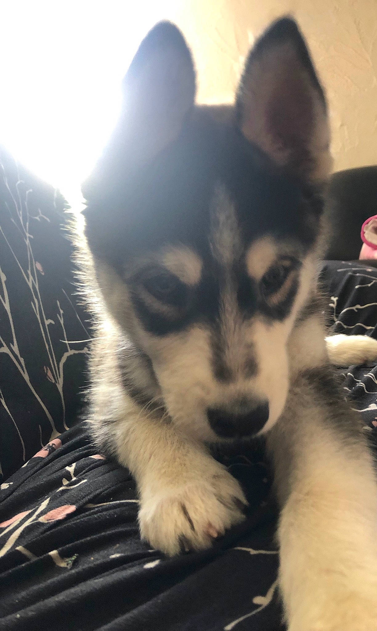 Shadow a rejoint le concours — aidez-le/la à gagner de superbes lots ! alaskan_klee_kai, alaskan_malamute, canidae, carnivore, dog, dog_breed, east_siberian_laika, mammal, miniature_siberian_husky, northern_inuit_dog, puppy, rare_breed_dog, sakhalin_husky, seppala_siberian_sleddog, siberian_husky, sled_dog, snout, tamaskan_dog, vertebrate, wolfdog