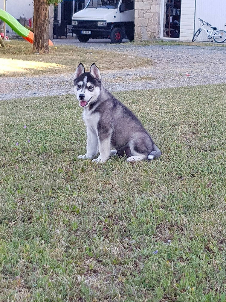Shadow participe au concours pour gagner de l'argent avec cette photo : alaskan_klee_kai, alaskan_malamute, canidae, carnivore, dog, dog_breed, grass, jamthund, mammal, miniature_siberian_husky, native_american_indian_dog, northern_inuit_dog, saarloos_wolfdog, sakhalin_husky, seppala_siberian_sleddog, siberian_husky, sled_dog, tamaskan_dog, vertebrate, wolfdog