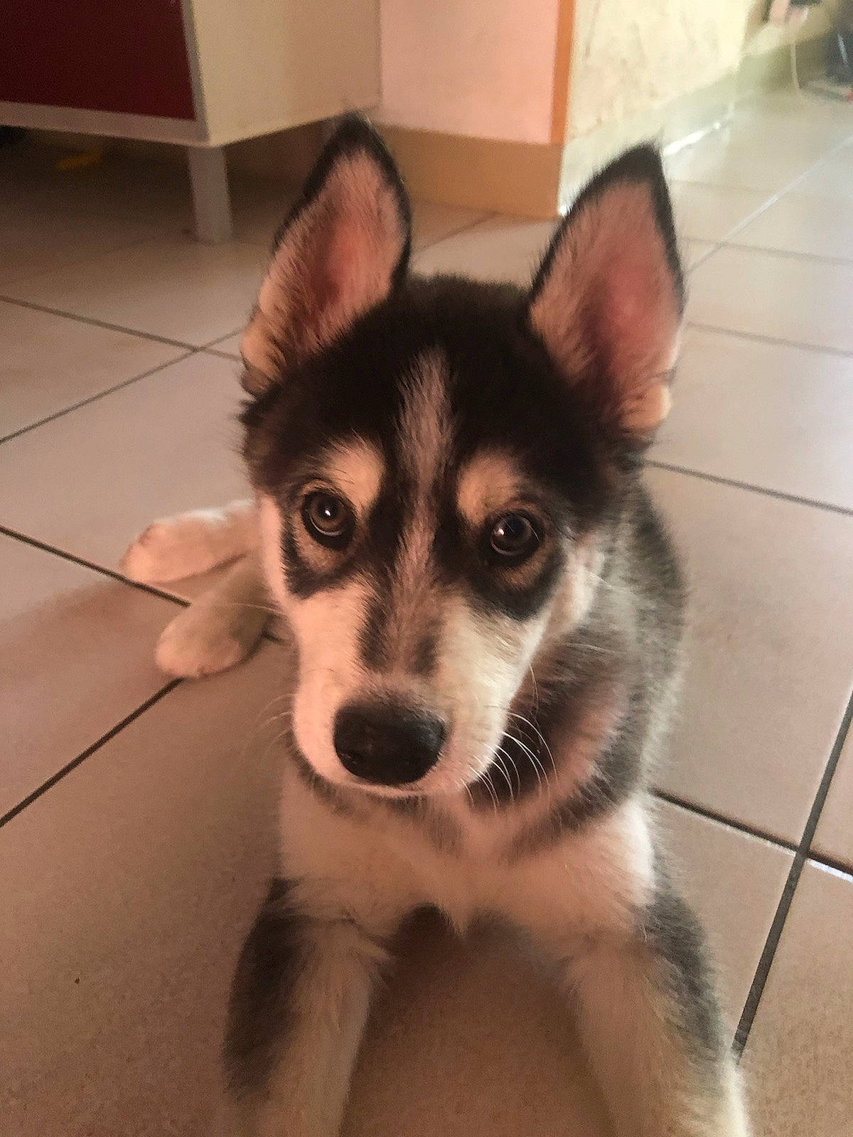 Shadow participe au concours pour gagner de l'argent avec cette photo : alaskan_klee_kai, alaskan_malamute, canidae, carnivore, dog, dog_breed, labrador_husky, mammal, miniature_siberian_husky, northern_inuit_dog, nose, saarloos_wolfdog, sakhalin_husky, seppala_siberian_sleddog, siberian_husky, sled_dog, snout, tamaskan_dog, vertebrate, wolfdog