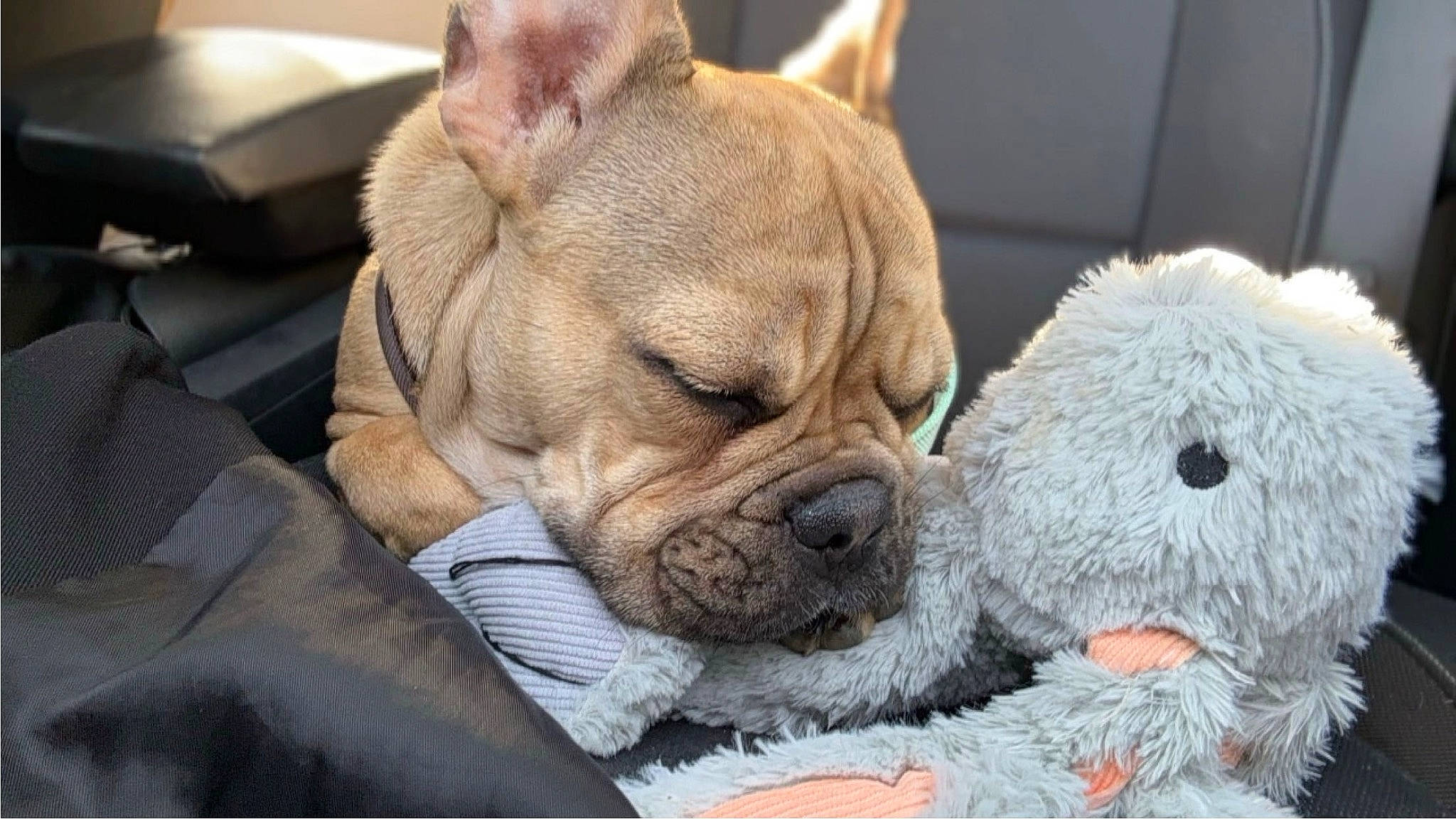 Pumbaa participe au concours pour gagner de l'argent avec cette photo : bulldog, canidae, carnivore, comfort, companion_dog, dog, dog_breed, ear, fawn, fur, paw, snout, sporting_group, stuffed_toy, terrestrial_animal, toy, toy_dog, whiskers, working_animal, wrinkle