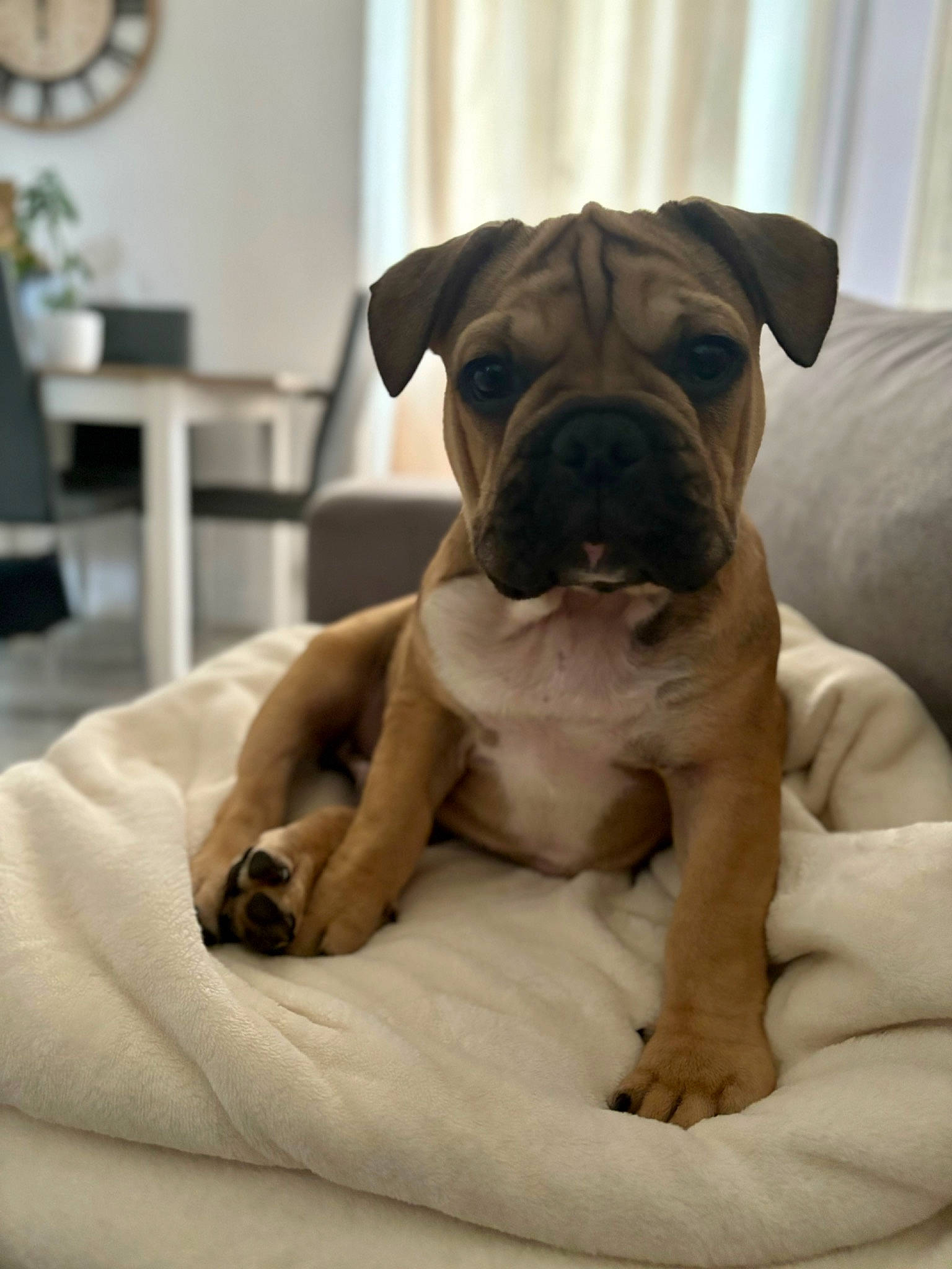 Pumbaa participe au concours pour gagner de l'argent avec cette photo : ancient_dog_breeds, boxer, canidae, carnivore, comfort, companion_dog, dog, dog_breed, fawn, guard_dog, molosser, picture_frame, snout, sporting_group, terrestrial_animal, toy_dog, whiskers, working_animal, working_dog, wrinkle