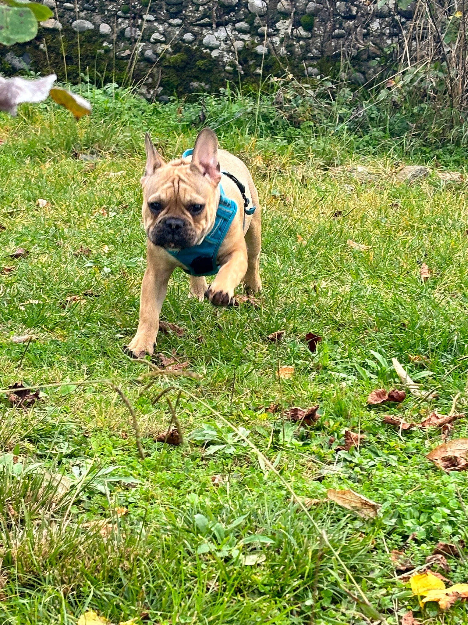 Pumbaa participe au concours pour gagner de l'argent avec cette photo : bulldog, carnivore, companion_dog, dog, dog_breed, dog_clothes, dog_supply, electric_blue, fawn, grass, grassland, groundcover, lawn, people_in_nature, plant, shrub, sporting_group, tail, terrestrial_animal, toy_dog