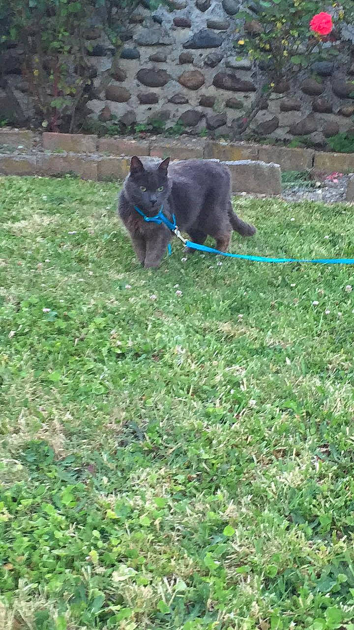 Amstrong a rejoint le concours — aidez-le/la à gagner de superbes lots ! canidae, carnivore, chartreux, dog, dog_breed, grass, lawn, mammal, plant, sporting_group, tail, vertebrate