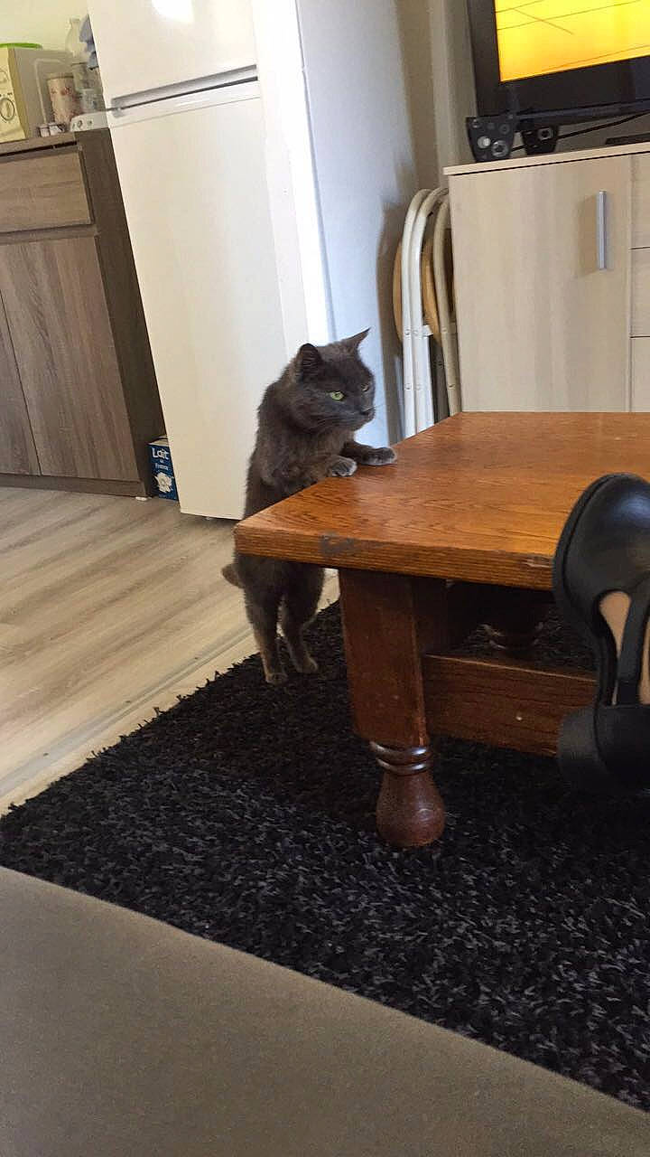 Amstrong a rejoint le concours — aidez-le/la à gagner de superbes lots ! carnivore, cat, chair, domestic_short_haired_cat, fawn, felidae, floor, flooring, furniture, hardwood, interior_design, laminate_flooring, room, small_to_medium_sized_cats, table, tile, whiskers, wood, wood_flooring, wood_stain