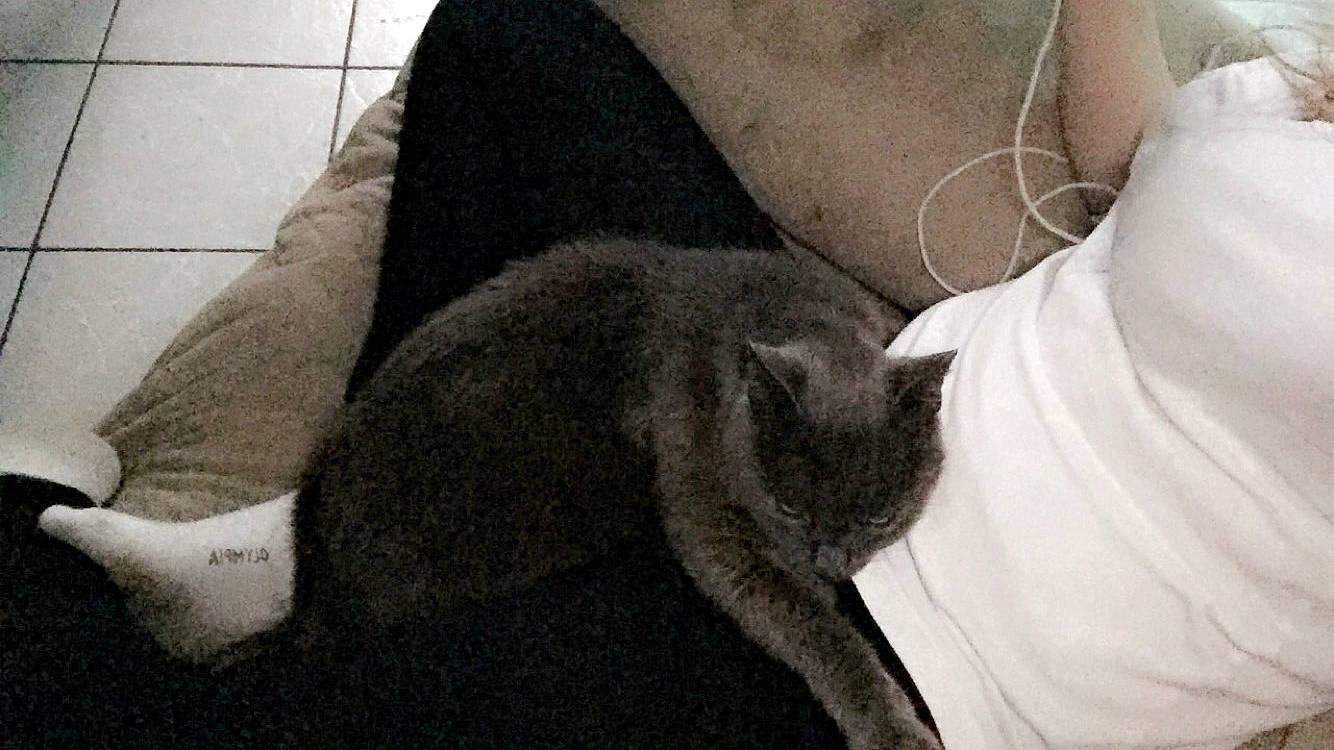 Amstrong participe au concours pour gagner de l'argent avec cette photo : black_cat, british_shorthair, carnivore, cat, chartreux, domestic_short_haired_cat, ear, felidae, fur, korat, leg, nap, russian_blue, small_to_medium_sized_cats, snout, tail, whiskers