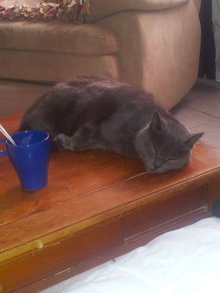 Amstrong a rejoint le concours — aidez-le/la à gagner de superbes lots ! black_cat, british_shorthair, carnivore, cat, chartreux, domestic_short_haired_cat, felidae, korat, nebelung, russian_blue, small_to_medium_sized_cats, table, tail, whiskers, wood