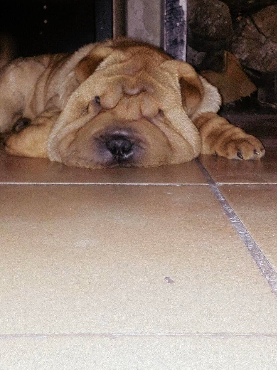 Ilton participe au concours pour gagner de l'argent avec cette photo : ancient_dog_breeds, canidae, carnivore, companion_dog, dog, dog_breed, fawn, korean_mastiff, mammal, molosser, non_sporting_group, old_english_bulldog, ori_pei, puppy, shar_pei, skin, snout, toy_bulldog, vertebrate, wrinkle