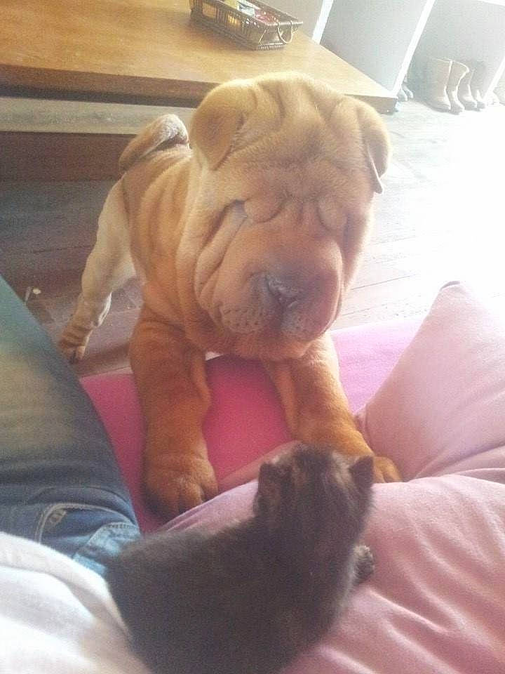 Ilton participe au concours pour gagner de l'argent avec cette photo : canidae, carnivore, companion_dog, dog, dog_breed, fawn, korean_mastiff, mammal, molosser, non_sporting_group, old_english_bulldog, olde_english_bulldogge, ori_pei, puppy, shar_pei, skin, snout, vertebrate, wrinkle