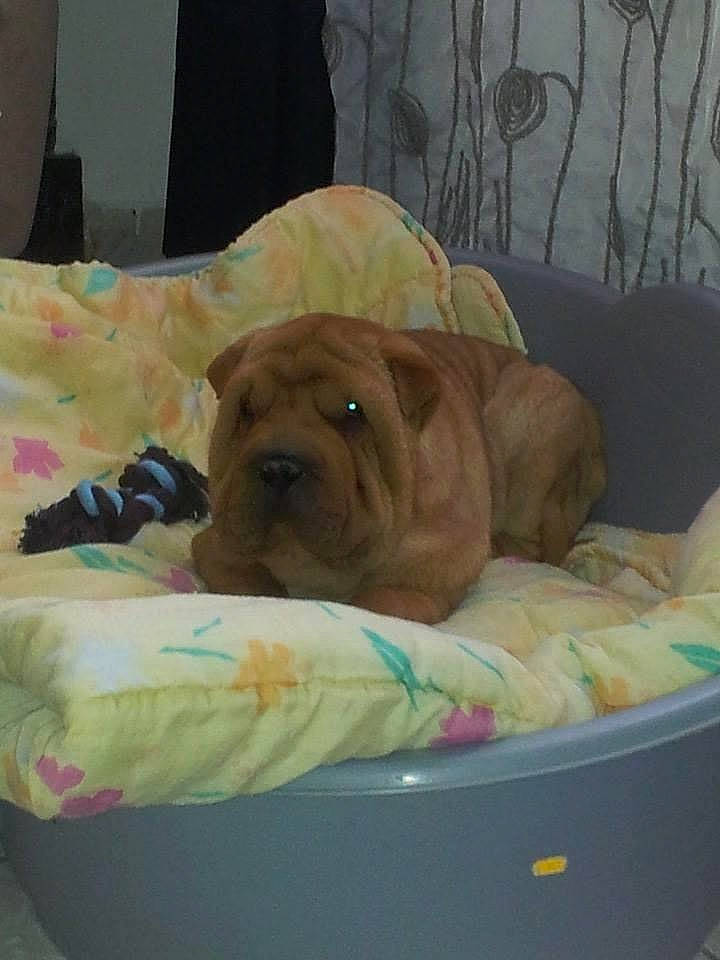 Ilton a rejoint le concours — aidez-le/la à gagner de superbes lots ! canidae, carnivore, companion_dog, dog, dog_breed, dogue_de_bordeaux, fawn, korean_mastiff, mammal, molosser, non_sporting_group, old_english_bulldog, ori_pei, puppy, shar_pei, vertebrate, wrinkle