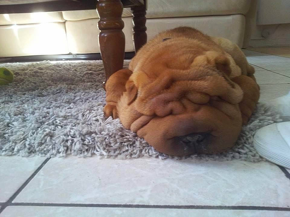 Ilton participe au concours pour gagner de l'argent avec cette photo : ancient_dog_breeds, british_bulldogs, canidae, carnivore, companion_dog, dog, dog_breed, dogue_de_bordeaux, fawn, korean_mastiff, molosser, non_sporting_group, old_english_bulldog, ori_pei, puppy, shar_pei, skin, snout, sporting_group, wrinkle