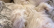 Julio is registered to the contest to win money with this photo: animal, blanket, cat, couch, cozy, cute, domestic_cat, fluffy, fur, indoor, lying_down, mammal, pet, pillow, relaxed, resting, sleeping, soft, whiskers, white