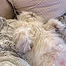 Julio is registered to the contest to win money with this photo: cat, fluffy, white, relaxed, lying_down, pet, indoor, cozy, blanket, pillow, fur, cute, sleeping, animal, mammal, whiskers, soft, couch, resting, domestic_cat