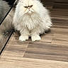 Julio is registered to the contest to win money with this photo: cat, persian_cat, fluffy, white_cat, indoor, wooden_floor, reflective_surface, grumpy_expression, pet, animal, feline, sitting, fur, long_hair, cute, domestic_animal, floor, reflection, close_up, house