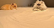 Julio joined the competition — help win amazing prizes! cat, fluffy, bed, indoor, feline, resting, two_animals, beige, fur, grumpy, pet, animal, domestic, mammal, quiet, relaxed, sleepy, companions, household, cute
