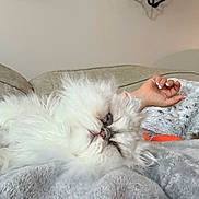 Julio is registered to the contest to win money with this photo: cat, fluffy, white_cat, blue_eyes, pet, animal, indoor, blanket, couch, resting, relaxed, hand, human, cozy, fur, closeup, comfort, soft, home, sleepy