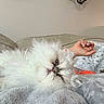 Julio is registered to the contest to win money with this photo: animal, blanket, blue_eyes, cat, closeup, comfort, couch, cozy, fluffy, fur, hand, home, human, indoor, pet, relaxed, resting, sleepy, soft, white_cat