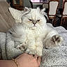 cat, fluffy, white_cat, pet, indoor, blanket, hand, jewelry, bracelet, ring, couch, furniture, dining_chair, kitchen, room, cozy, relaxed, animal, fur, expression