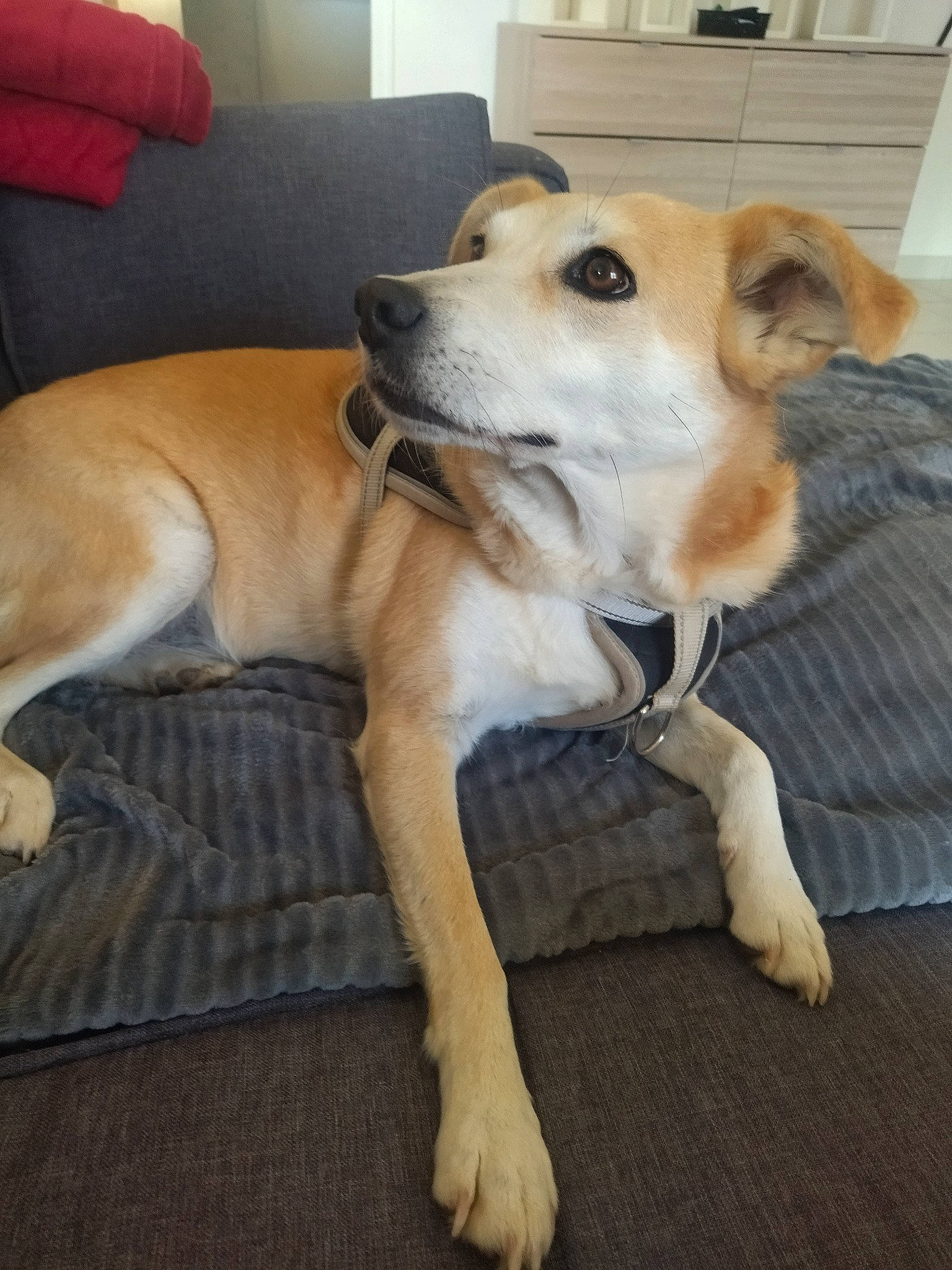 Loyl participe au concours pour gagner de l'argent avec cette photo : ball, carnivore, collar, companion_dog, dog, dog_breed, dog_supply, fawn, flooring, fur, furniture, hardwood, paw, pet_supply, snout, sporting_group, tail, whiskers, wood, working_animal