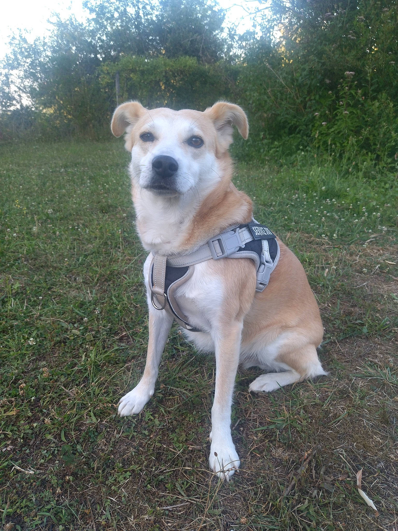 Loyl a rejoint le concours — aidez-le/la à gagner de superbes lots ! adventure, canidae, carnivore, collar, companion_dog, dog, dog_breed, dog_collar, dog_supply, fawn, grass, gun_dog, non_sporting_group, pet_supply, plant, snout, sporting_group, tail, tree, working_animal