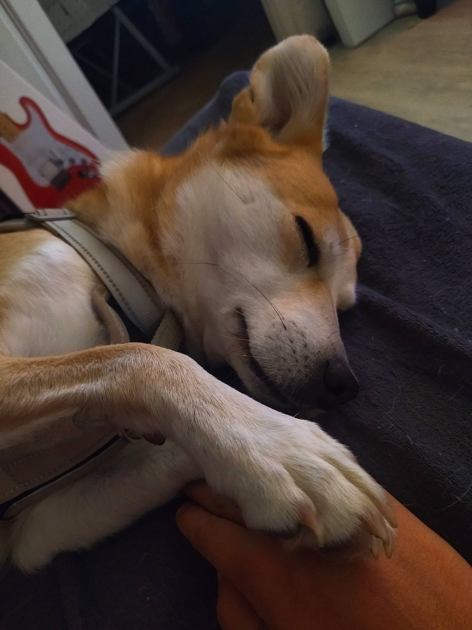 Loyl participe au concours pour gagner de l'argent avec cette photo : canidae, carnivore, comfort, companion_dog, dog, dog_breed, fawn, felidae, fur, nap, non_sporting_group, paw, pomeranian, snout, spitz, sporting_group, tail, terrestrial_animal, whiskers, wood