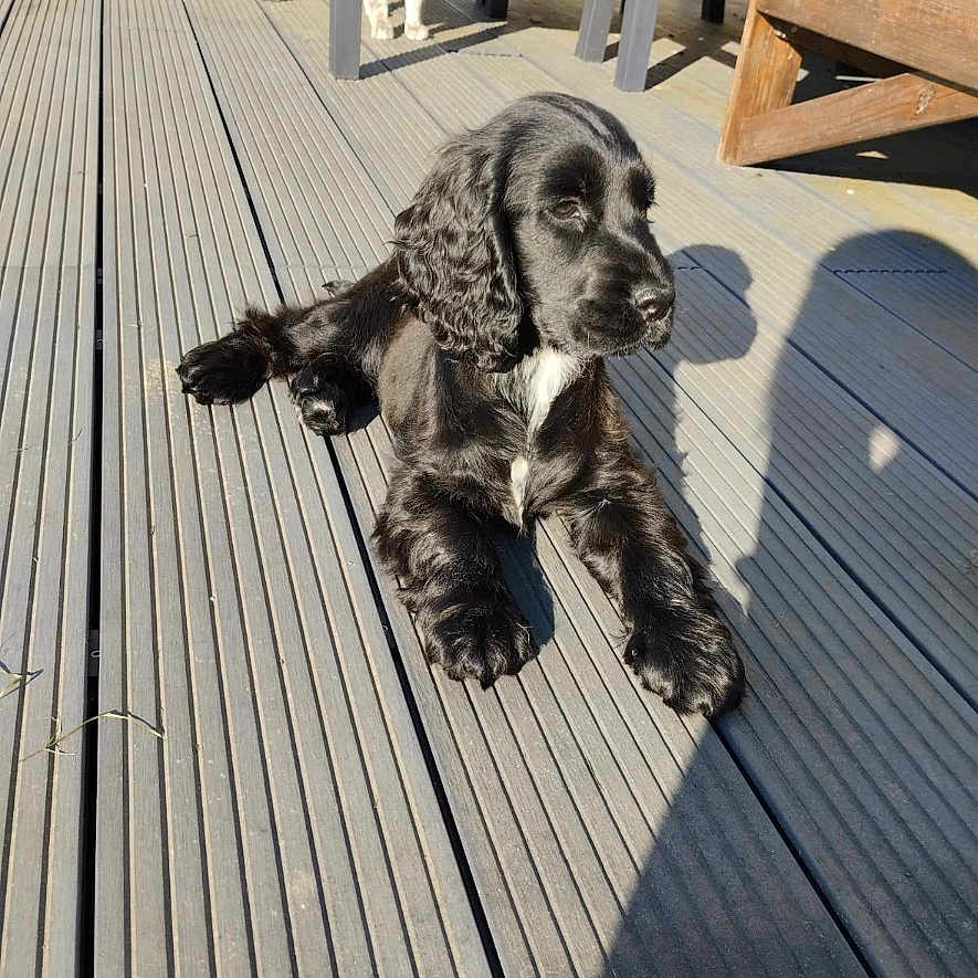 Kiara participe au concours pour gagner de l'argent avec cette photo : animal, architecture, boardwalk, bridge, building, canine, cat, cockerspaniel, deck, dog, furniture, house, housing, pet, plywood, porch, puppy, water, waterfront, wood