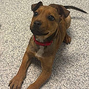 Jack is registered to the contest to win money with this photo: puppy, dog, brown, collar, pet, animal, floor, lying_down, cute, young, indoor, looking_up, ears, whiskers, fur, nose, paws, tail, domestic_animal, companion