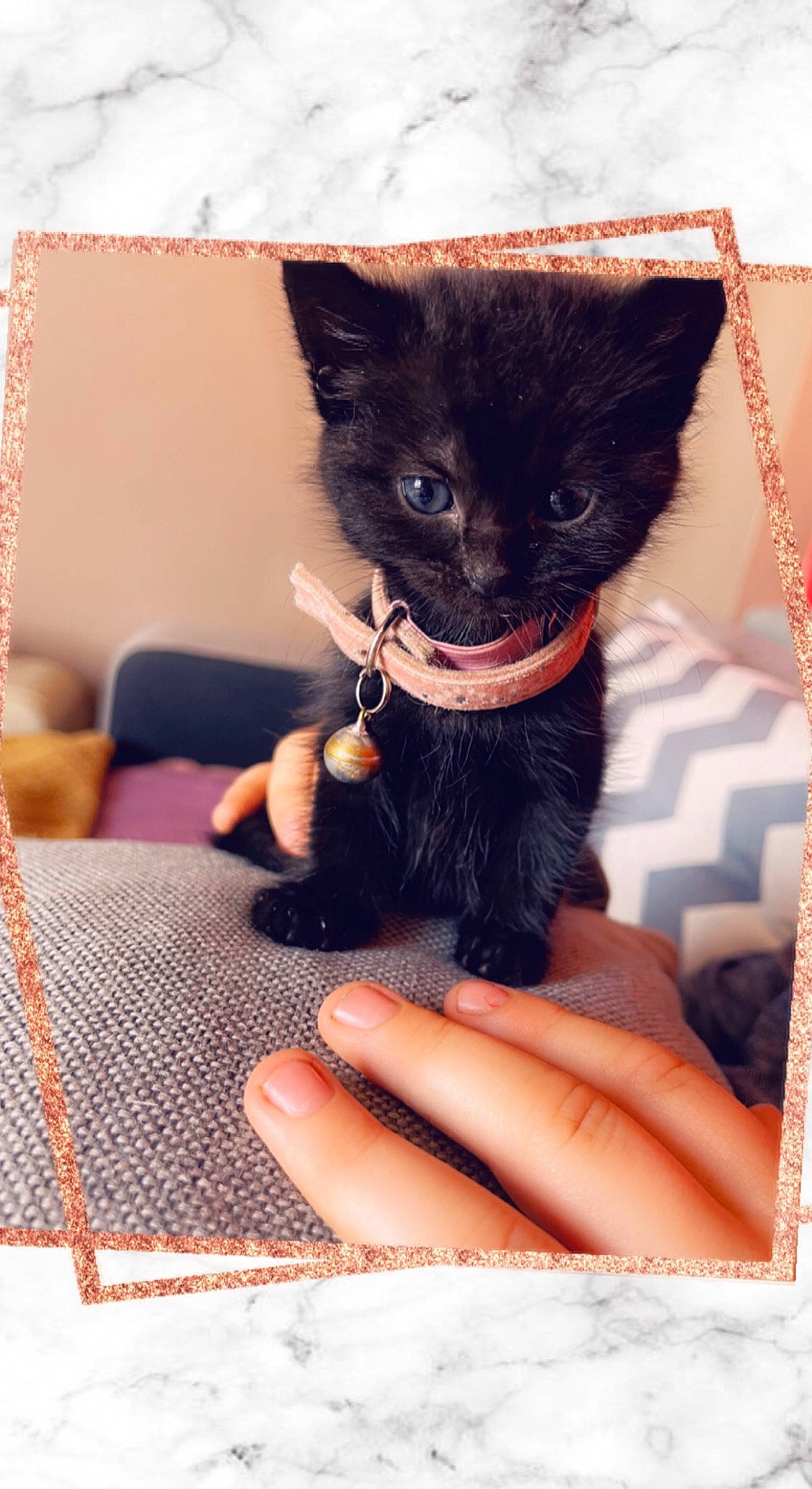 Minie a rejoint le concours — aidez-le/la à gagner de superbes lots ! black_cat, bombay, carnivore, cat, claw, domestic_short_haired_cat, ear, fashion_accessory, fawn, felidae, finger, foot, fur, gesture, hand, nail, small_to_medium_sized_cats, snout, tail, whiskers