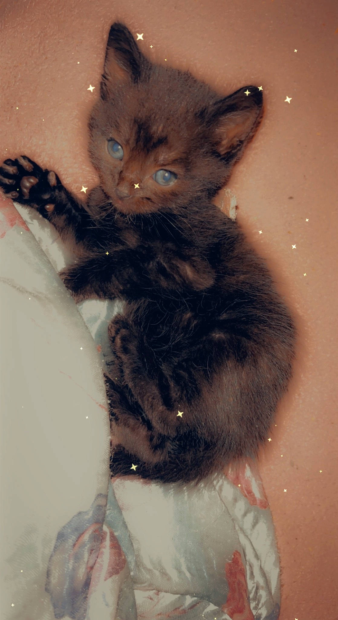 Minie a rejoint le concours — aidez-le/la à gagner de superbes lots ! art, black_cat, carnivore, cat, claw, domestic_short_haired_cat, electric_blue, fawn, felidae, fur, gesture, painting, paw, small_to_medium_sized_cats, snout, tail, terrestrial_animal, whiskers, window, winter