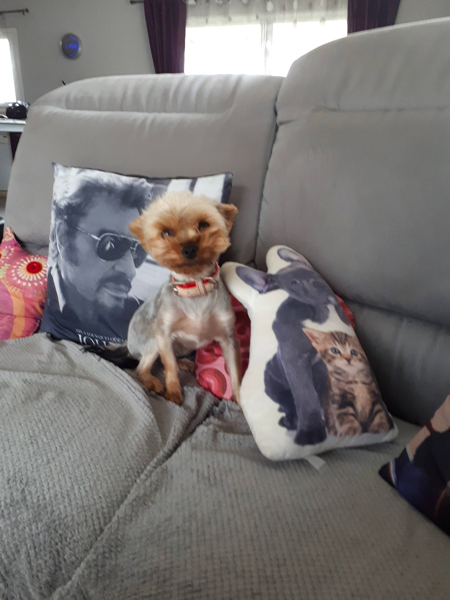 Nélia a rejoint le concours — aidez-le/la à gagner de superbes lots ! canidae, car_seat, carnivore, chihuahua, comfort, companion_dog, couch, dog, dog_breed, fawn, morkie, non_sporting_group, pomeranian, puppy, shih_tzu, toy_dog, yorkshire_terrier