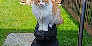 Aiko participe au concours pour gagner de l'argent avec cette photo : cat, longhair_cat, maine_coon, pet, animal, garden, lawn, log_shed, wooden_sculpture, carved_stump, fence, planter, paving, grass, sky, sunlight, ears, whiskers, paws, outdoor