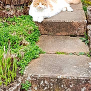 Aiko participe au concours pour gagner de l'argent avec cette photo : cat, ginger_cat, fluffy_cat, pet, outdoor, garden, stone_steps, moss, greenery, fence, wooden_post, paws, tail, whiskers, eyes, relaxed, portrait, stepping_stone, foliage, sunlight