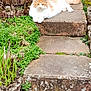 cat, ginger_cat, fluffy_cat, pet, outdoor, garden, stone_steps, moss, greenery, fence, wooden_post, paws, tail, whiskers, eyes, relaxed, portrait, stepping_stone, foliage, sunlight
