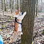 Aiko a rejoint le concours — aidez-le/la à gagner de superbes lots ! cat, tree, forest, leaves, harness, leash, outdoor, nature, trunk, moss, autumn, pet, climbing, fluffy_tail, orange_fur, white_fur, closeup, daylight, adventure, human_leg
