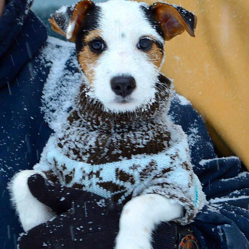 Bandit