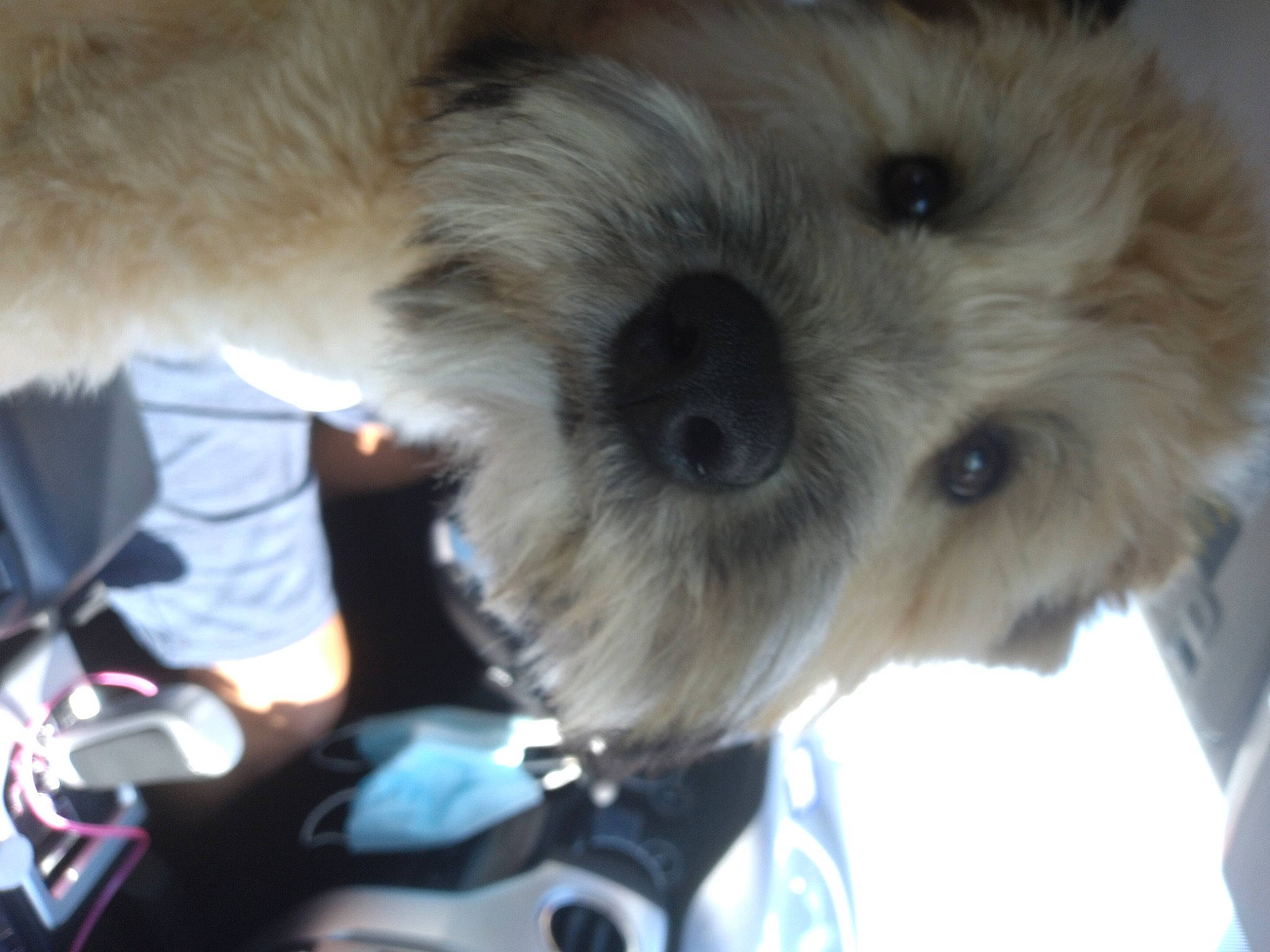 Rocket joined the competition — help win amazing prizes! canidae, carnivore, companion_dog, dog, dog_breed, fur, labradoodle, non_sporting_group, poodle_crossbreed, puppy_love, shih_poo, small_terrier, snout, sporting_group, stuffed_toy, terrier, toy, toy_dog, whiskers, working_animal