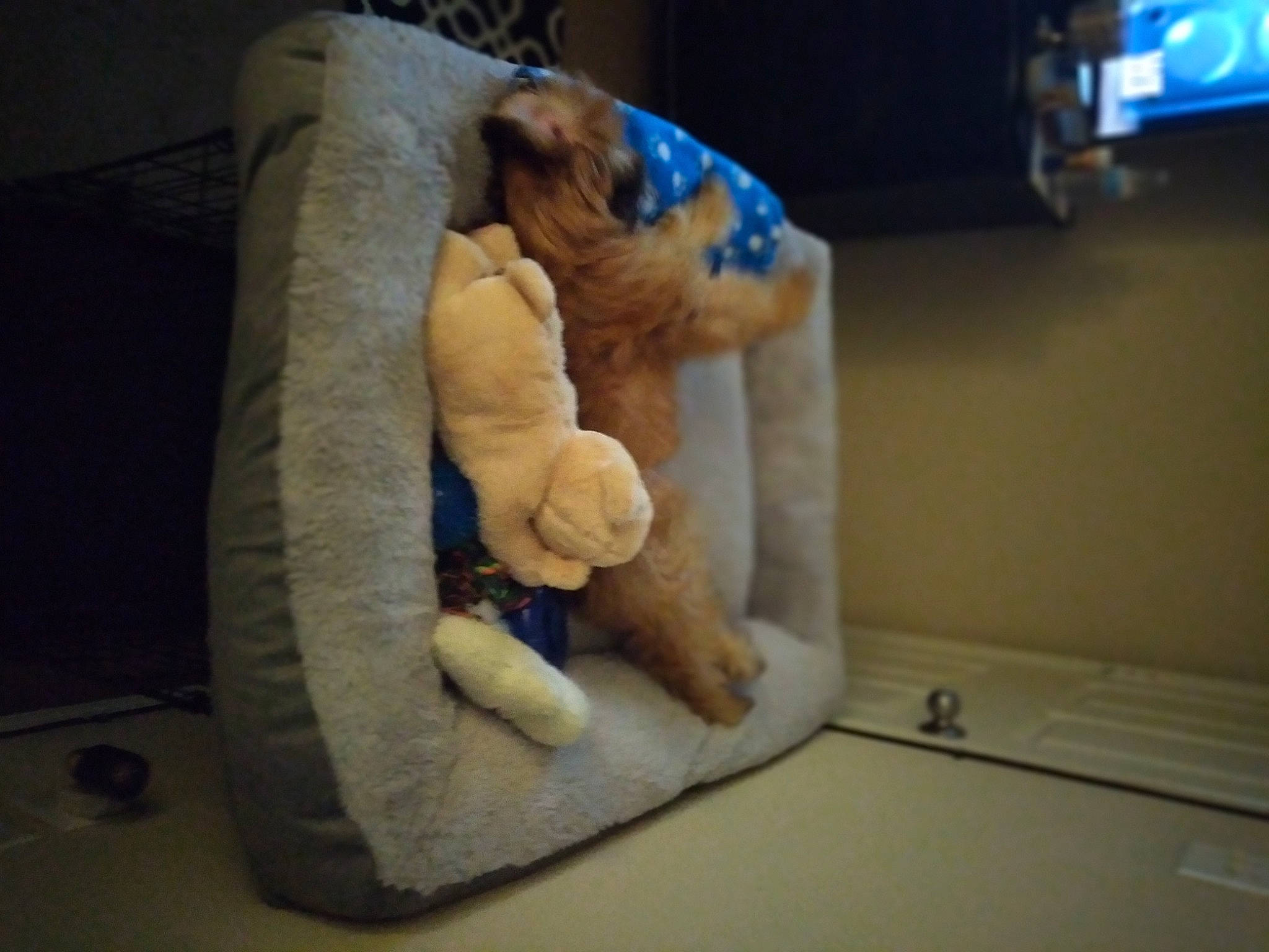 Rocket joined the competition — help win amazing prizes! art, fawn, felidae, fur, plush, room, stuffed_toy, tail, toy, visual_arts, wood