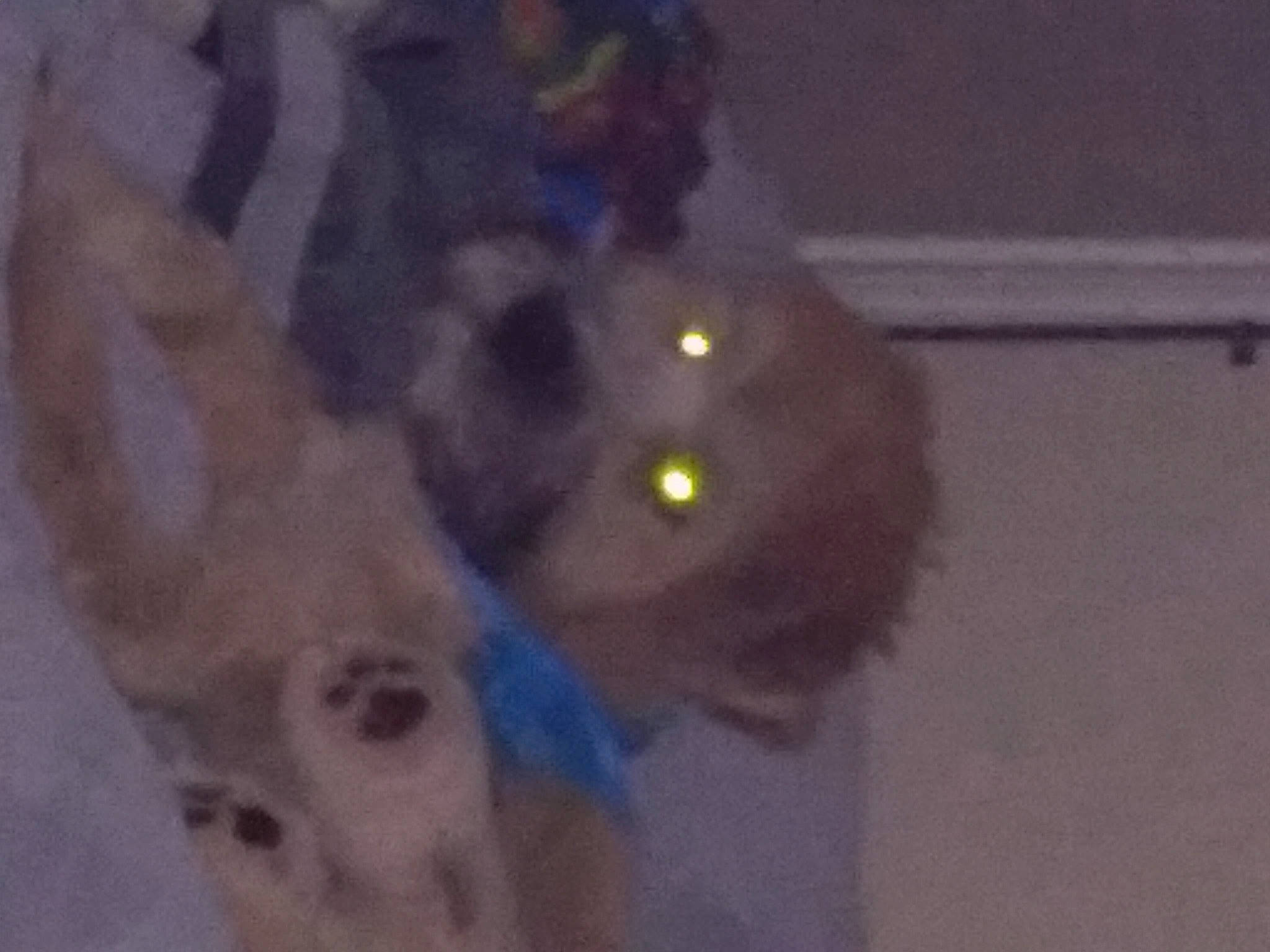 Rocket is registered to the contest to win money with this photo: canidae, carnivore, cat, companion_dog, dog_breed, electric_blue, fawn, felidae, fun, fur, night, paw, room, small_to_medium_sized_cats, snout, sporting_group, tail, whiskers, winter