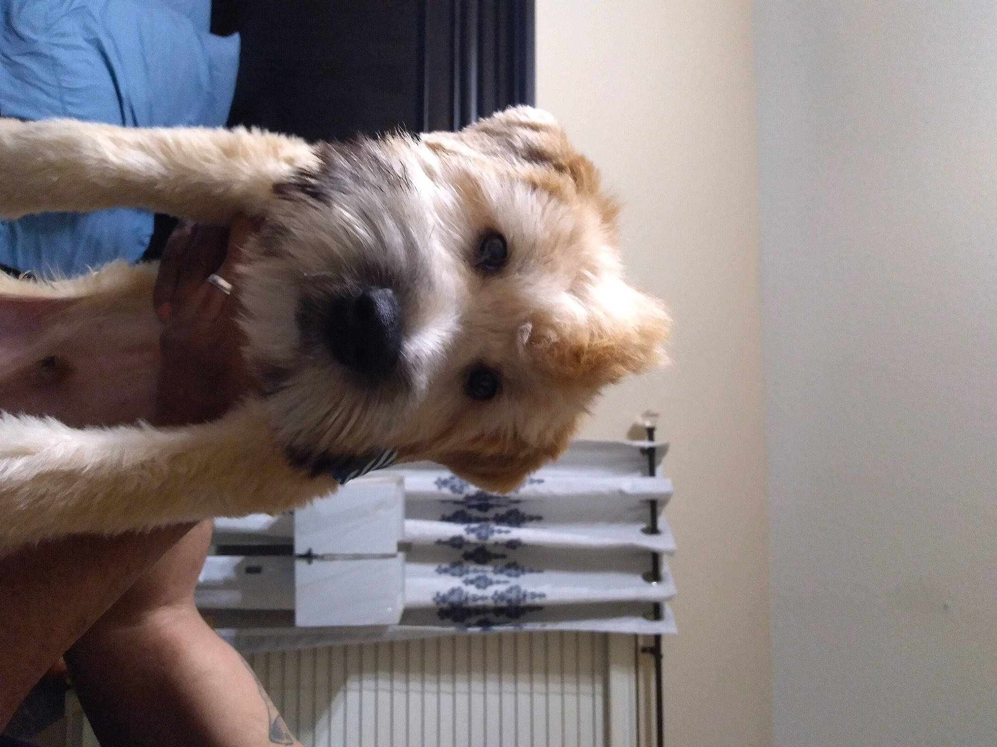 Rocket joined the competition — help win amazing prizes! canidae, carnivore, companion_dog, dog, dog_breed, ear, fawn, felidae, flooring, fur, paw, puppy, small_terrier, small_to_medium_sized_cats, snout, sporting_group, terrier, toy_dog, wood, working_animal