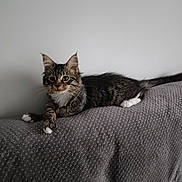 Abby participe au concours pour gagner de l'argent avec cette photo : kitten, cat, tabby, white_paws, lying_down, pet, indoor, gray_background, curious, furry, whiskers, ears, young_cat, animal, cute, relaxed, feline, soft_texture, domestic_cat, resting