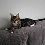 kitten, cat, tabby, white_paws, lying_down, pet, indoor, gray_background, curious, furry, whiskers, ears, young_cat, animal, cute, relaxed, feline, soft_texture, domestic_cat, resting