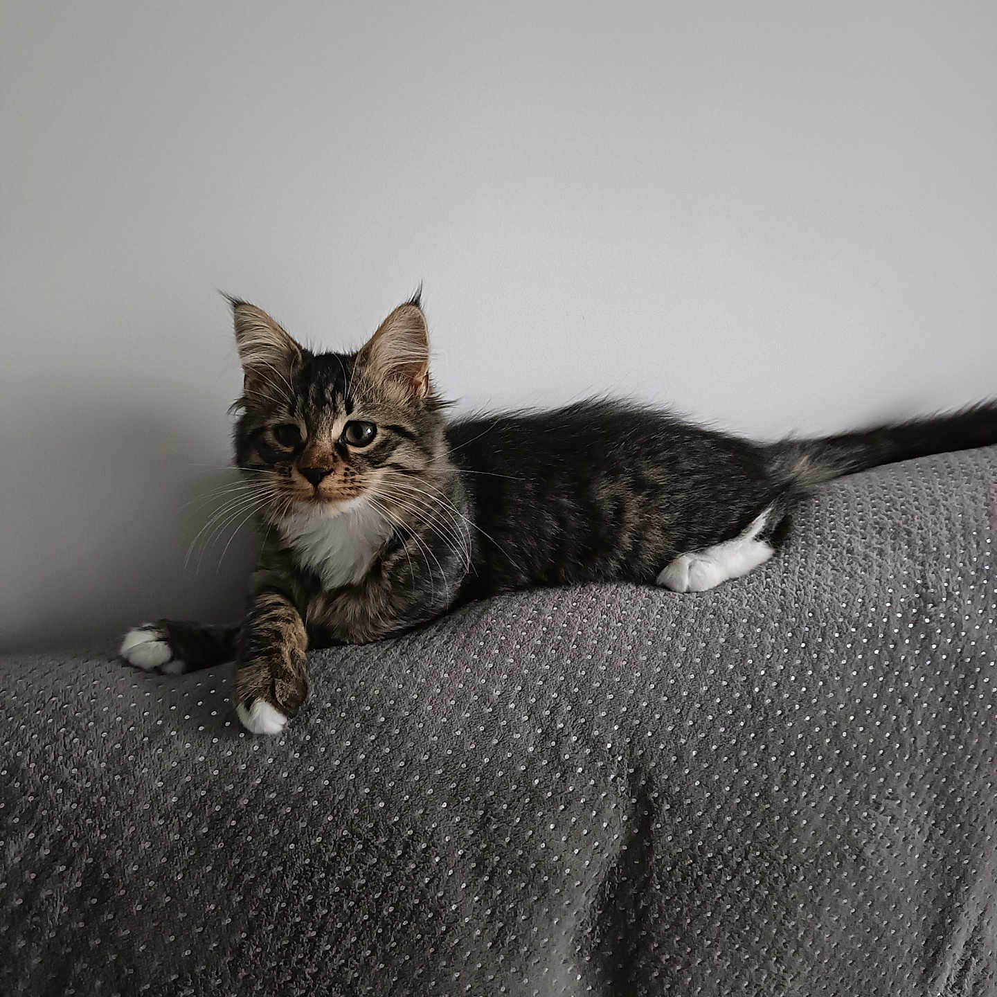 Abby participe au concours pour gagner de l'argent avec cette photo : animal, cat, curious, cute, domestic_cat, ears, feline, furry, gray_background, indoor, kitten, lying_down, pet, relaxed, resting, soft_texture, tabby, whiskers, white_paws, young_cat