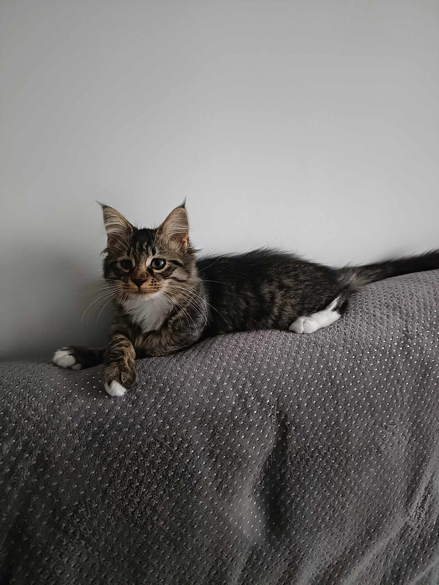 Abby participe au concours pour gagner de l'argent avec cette photo : kitten, cat, tabby, white_paws, lying_down, pet, indoor, gray_background, curious, furry, whiskers, ears, young_cat, animal, cute, relaxed, feline, soft_texture, domestic_cat, resting
