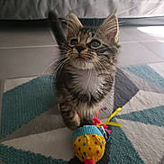 Abby participe au concours pour gagner de l'argent avec cette photo : cat, colorful, cozy, curious, domestic, ears, feline, floor, indoor, kitten, pattern, pet, playful, rug, small, striped, tail, toy, whiskers, young