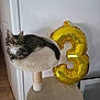 Abby participe au concours pour gagner de l'argent avec cette photo : animal, balloon, birthday, cat, cat_tree, celebration, cozy, curious, decor, feline, fur, home, indoor, kitten, number_three, pet, resting, tabby, wall, wood_floor
