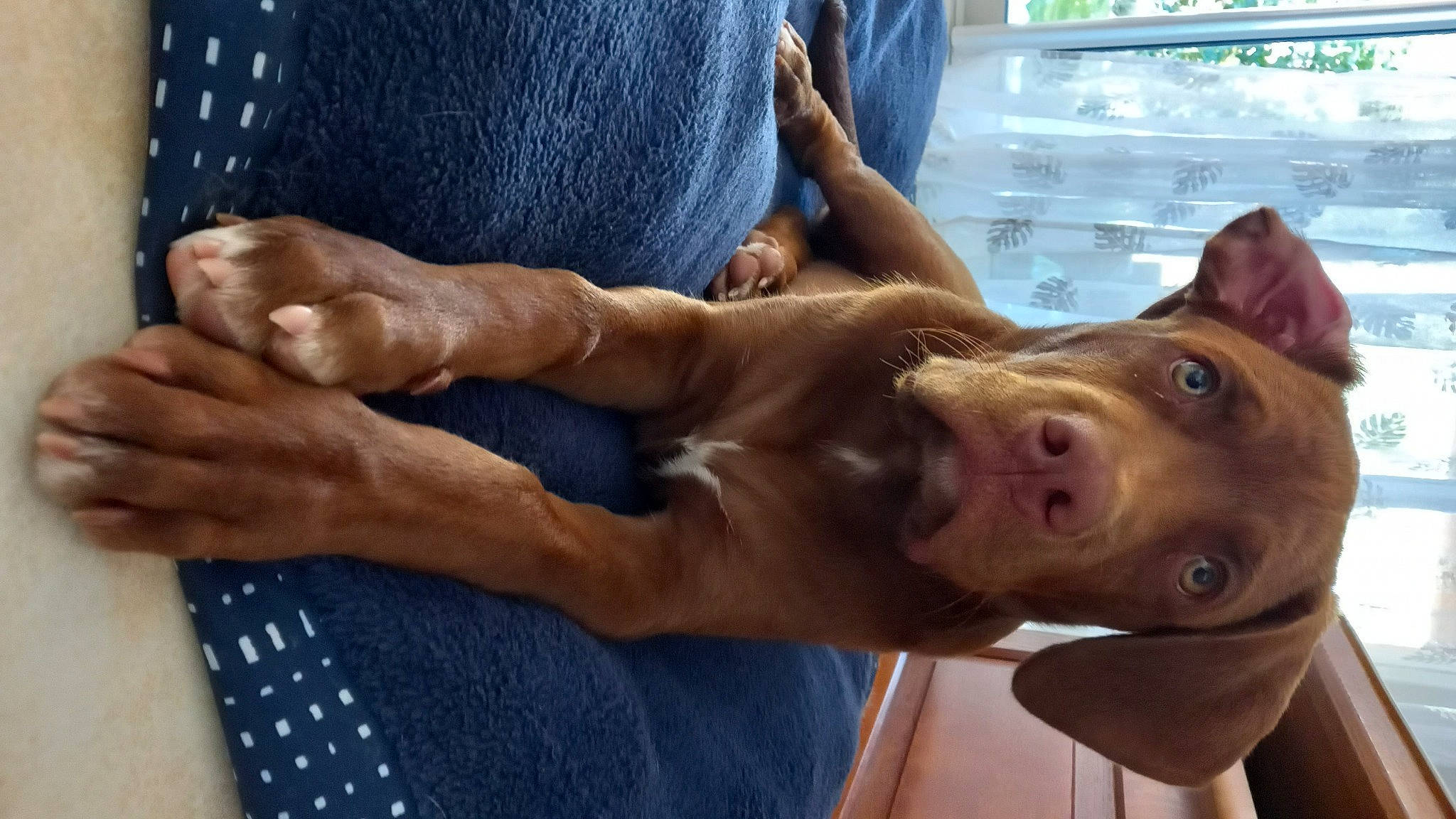 Izoko a rejoint le concours — aidez-le/la à gagner de superbes lots ! abdomen, barechested, carnivore, chest, companion_dog, dog, dog_breed, elbow, fawn, fun, gesture, human_leg, liver, snout, sporting_group, thigh, trunk, window, working_animal, wrist